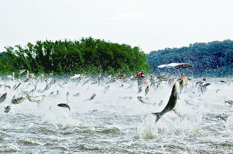 桉树危害性太大为什么还种这么多,桉树真的污染水源环境吗