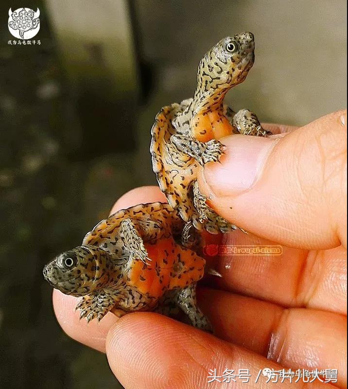 美文欣赏—头有斑、壳有纹、不加温、体型小，还不贵，它就是剃刀