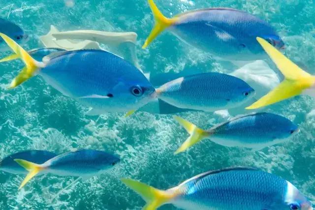 帕劳深度游出海,帕劳深潜体验