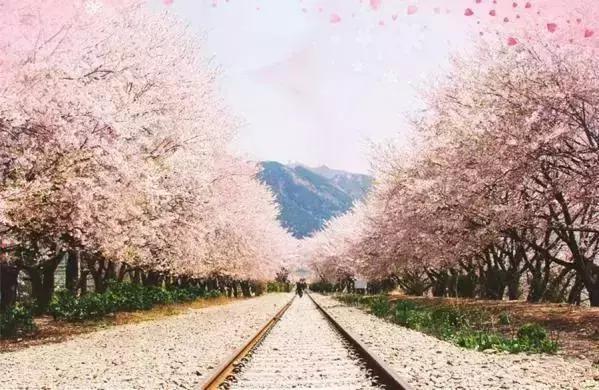 中国有哪些樱花好看,看樱花中国