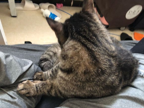 在邻家，领养了只狸花猫，喂养一个月，噩梦就开始了！