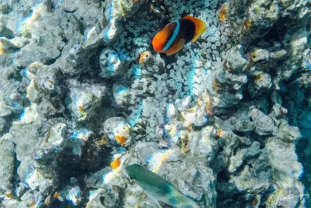 帕劳深度游出海,帕劳深潜体验