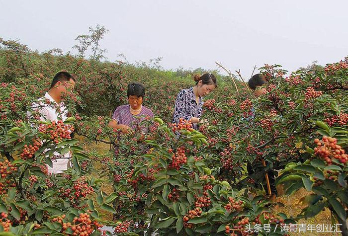 赚钱的农业种植项目有哪些,特种农业种植致富项目有哪些内容