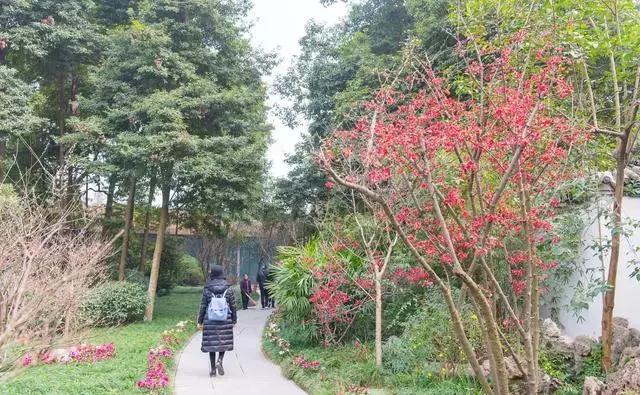 海棠花全部盛开,中国最大的海棠花观赏地