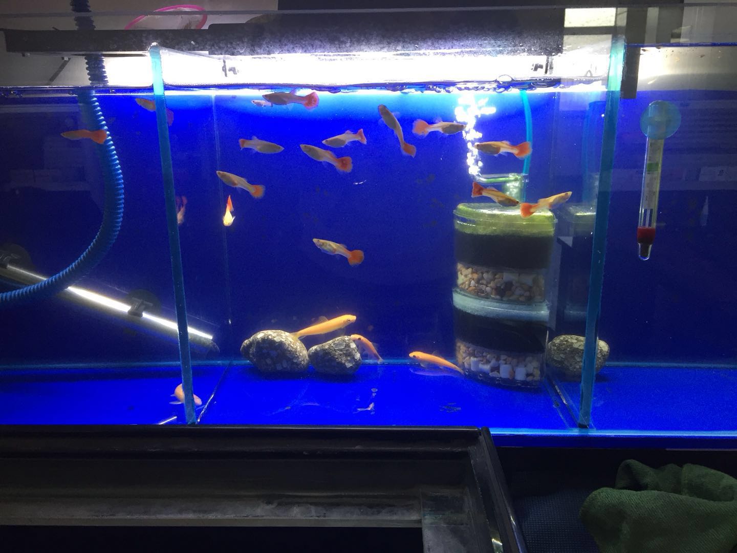 孔雀鱼鱼苗饲养日记图,孔雀鱼的养鱼日记视频