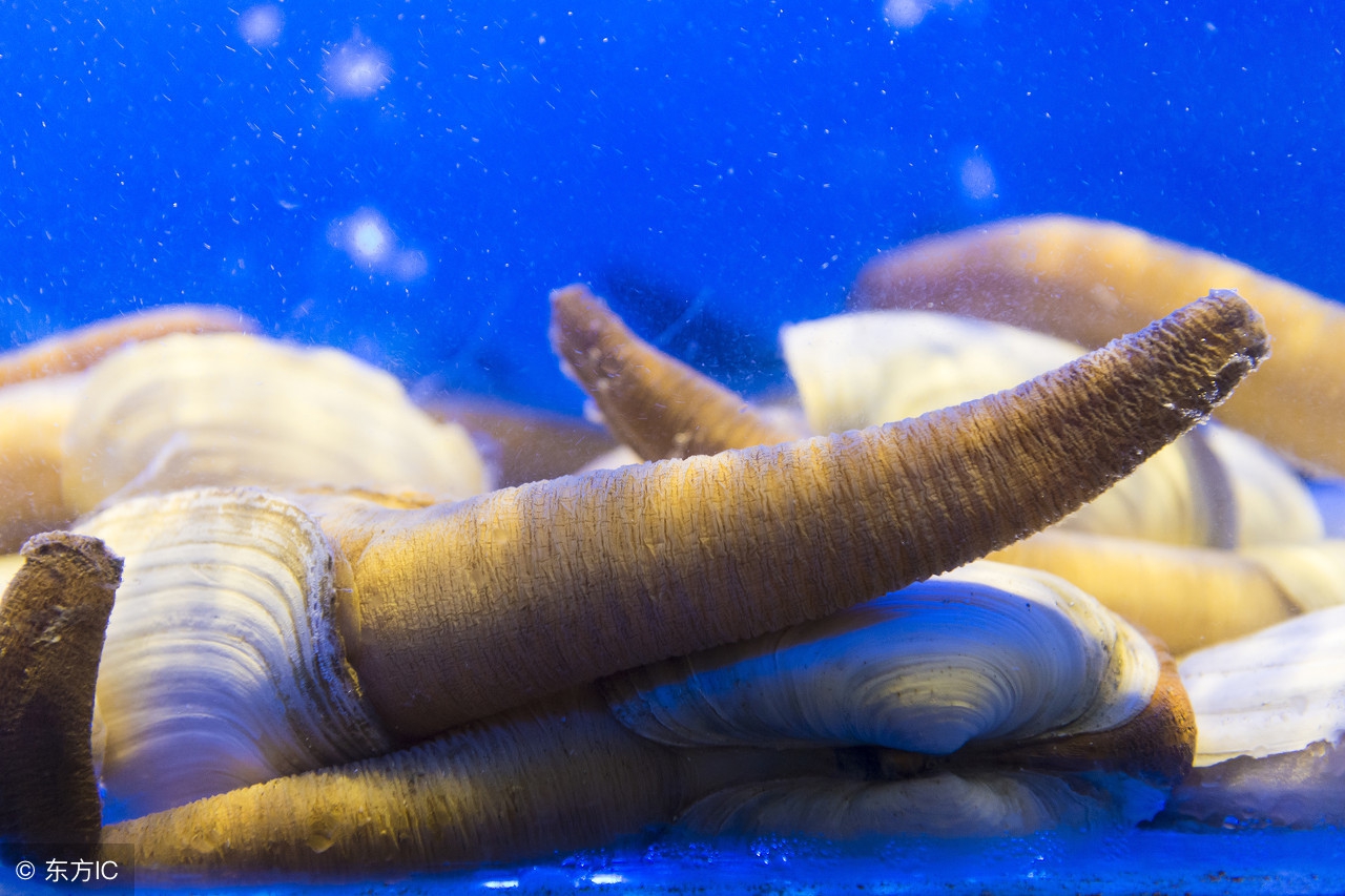 河蚌吃了降血压吗,象拔蚌降火吗