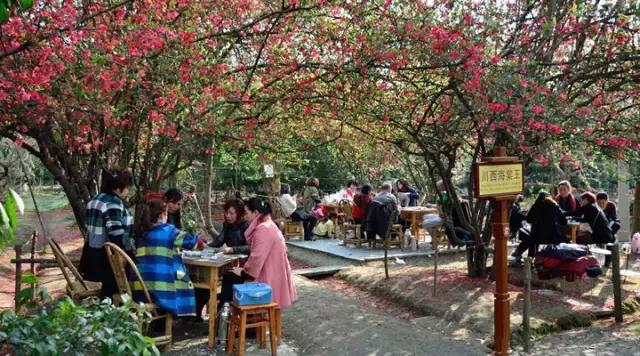 安逸，成都各区县的海棠花开了，周末带上家人或朋友踏春去哦