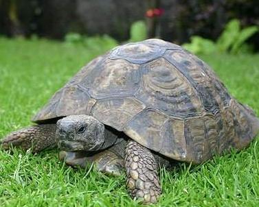 广东家里乌龟冬天怎么养,冬天乌龟怎么养视频教学