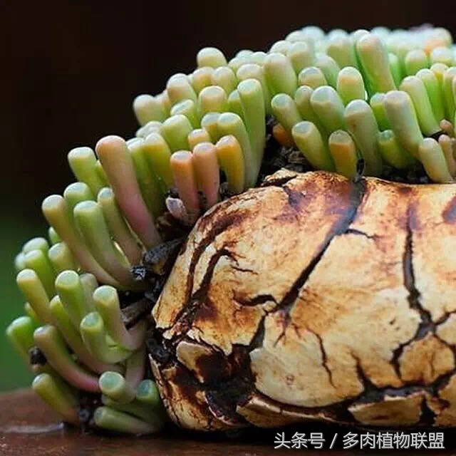 多肉微景观造型图片,国外多肉花园设计