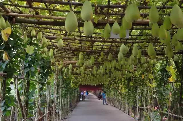 亲子游好去处！番禺周边的农家乐、游乐场、文化园…充实又好玩！