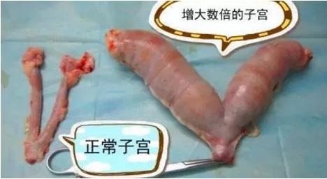 春天猫咪发情夜里总乱叫！想睡个好觉？宠物医师的AB计划