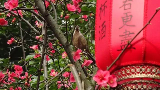 安逸，成都各区县的海棠花开了，周末带上家人或朋友踏春去哦