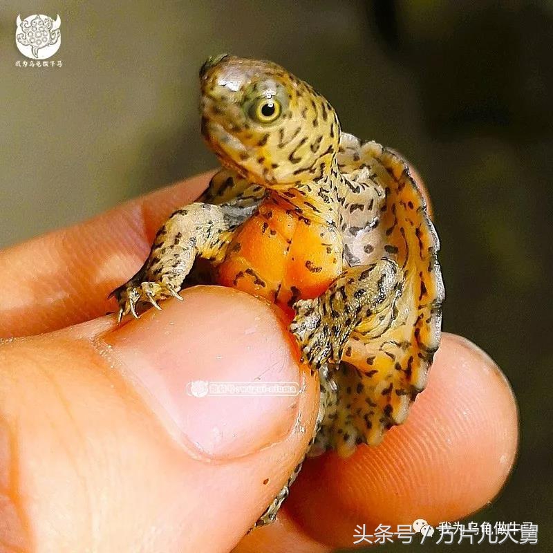 美文欣赏—头有斑、壳有纹、不加温、体型小，还不贵，它就是剃刀