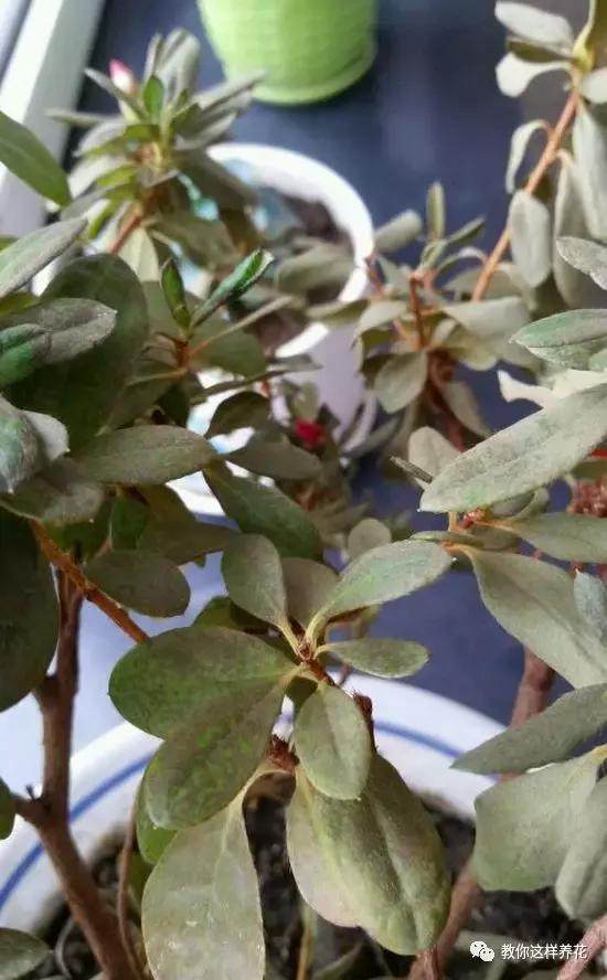 绿萝发财树杜鹃发黄萎蔫枯死，一个塑料袋就能救回！
