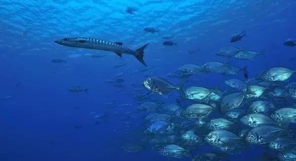 帕劳群岛隐藏攻略,帕劳旅游的优点和缺点