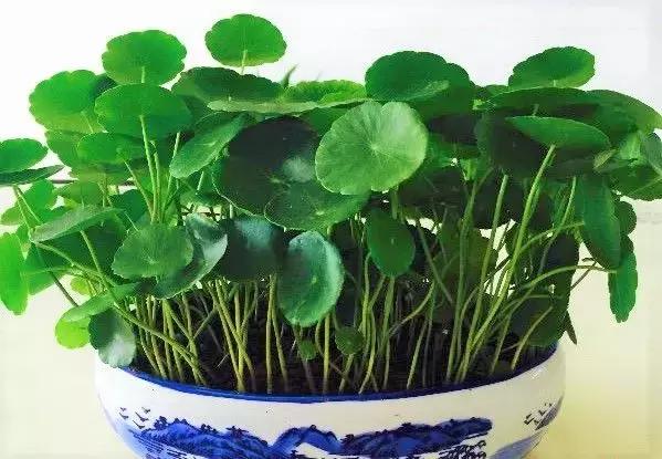 揪片叶子丢水里，呼啦啦长出一大片，开花了忒漂亮！