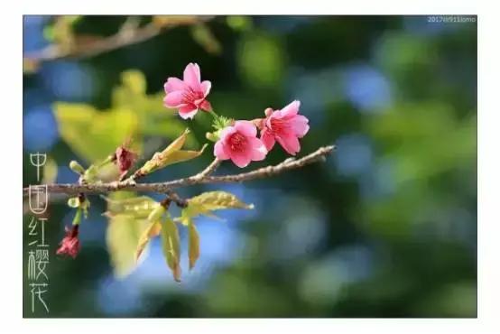 中国有哪些樱花好看,看樱花中国