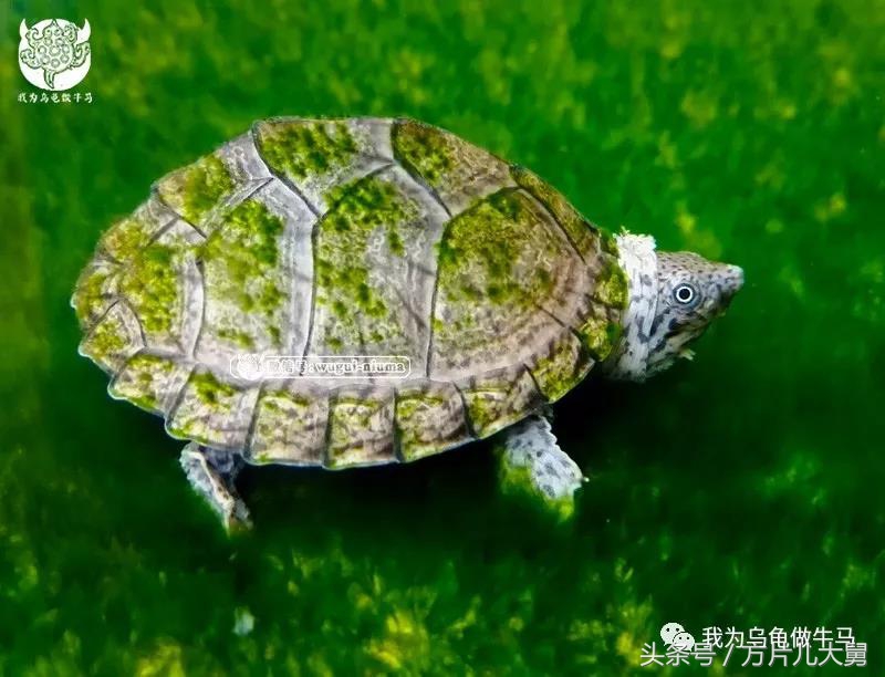 美文欣赏—头有斑、壳有纹、不加温、体型小，还不贵，它就是剃刀