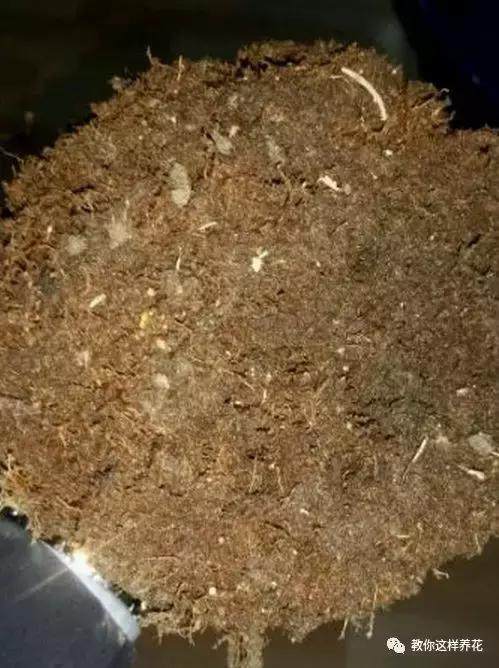 绿萝发财树杜鹃发黄萎蔫枯死，一个塑料袋就能救回！