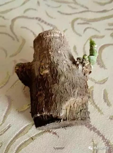 绿萝发财树杜鹃发黄萎蔫枯死，一个塑料袋就能救回！