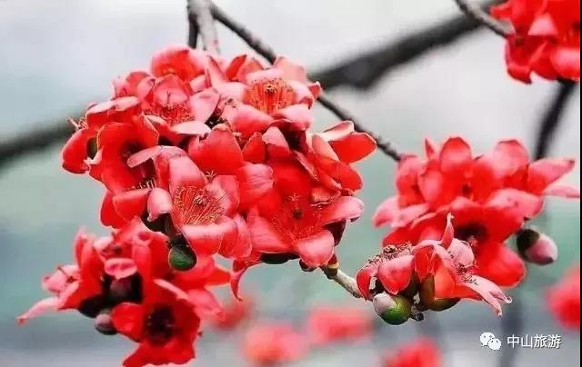 滚蛋吧,春困君!广东这些花花世界让你秒变龙马精神!