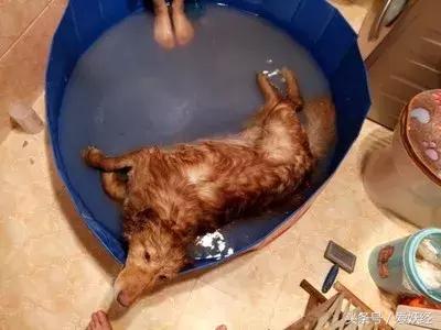 宠物洗护攻略,爱妖经养宠怎么玩