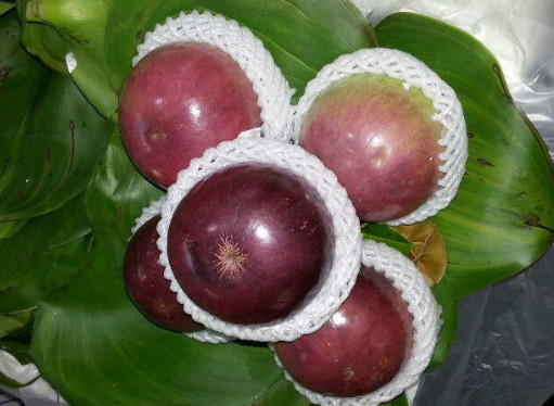 野生奇异果种植技术,四川野果100种大全