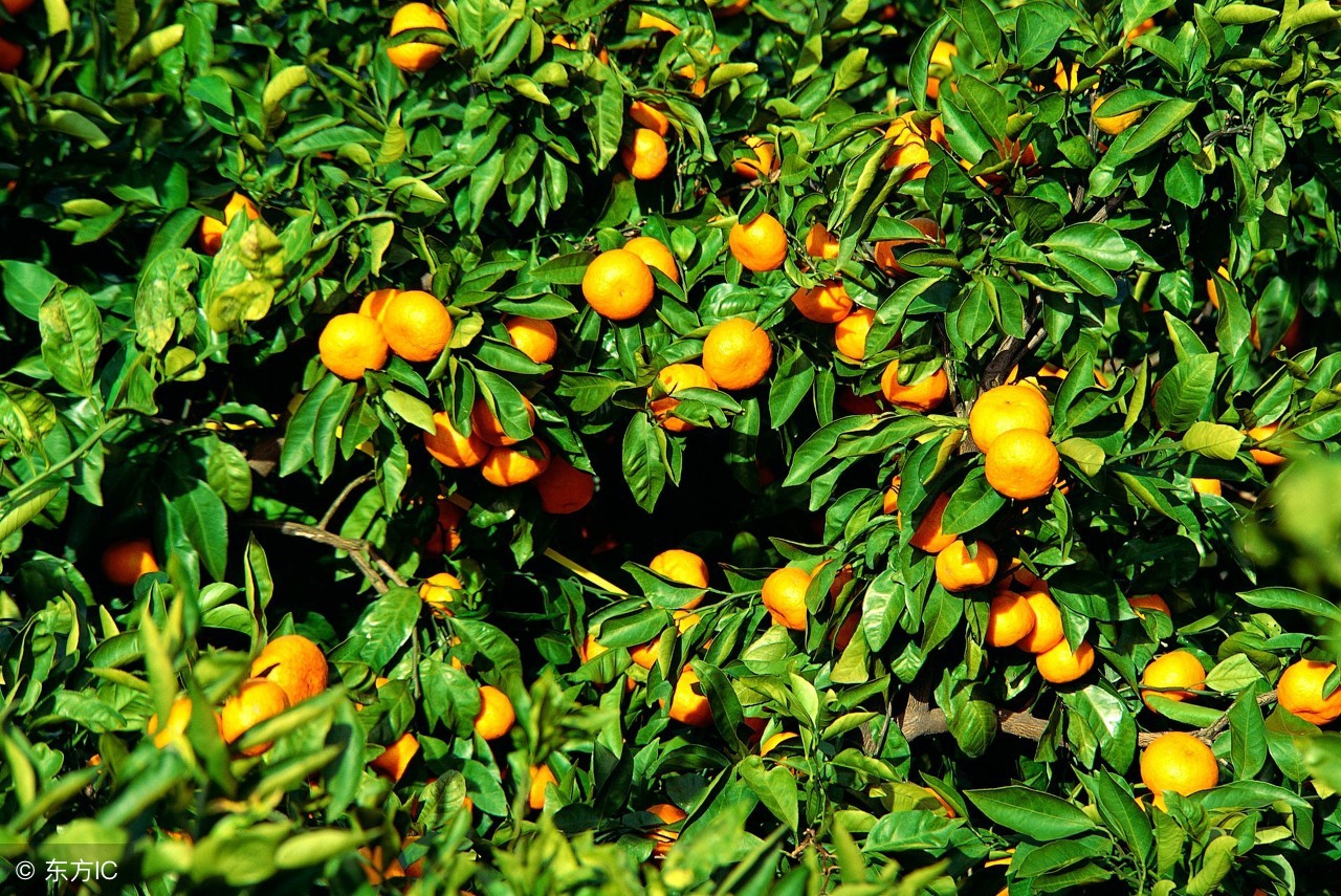 果树药害口诀及解决方法,果树药害的原因和治疗方法