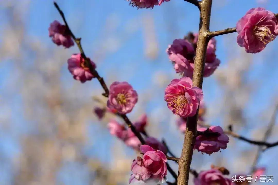 淮阴区卫岗,亳州卫岗镇