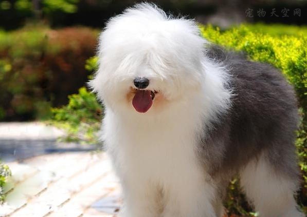 古牧好养,养古牧的注意事项