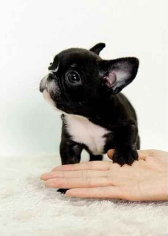 狗狗驱螨虫哪种好,狗狗怎么除螨虫最有效方法