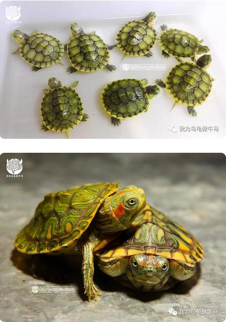 这龟白送你都不要,这篇阅读量要仆街