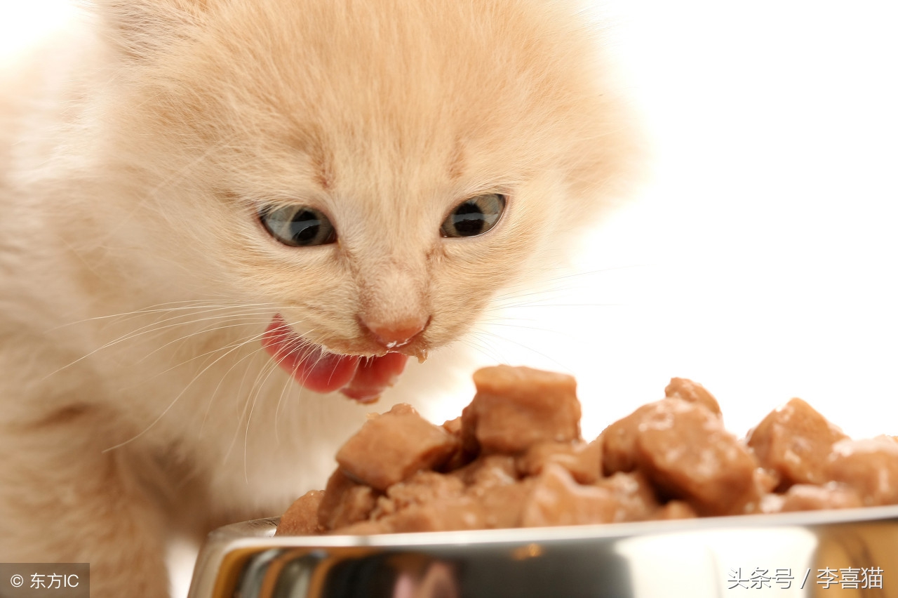猫咪严重挑食不吃饭怎么办,猫咪挑食不吃猫粮不吃鸡蛋馒头