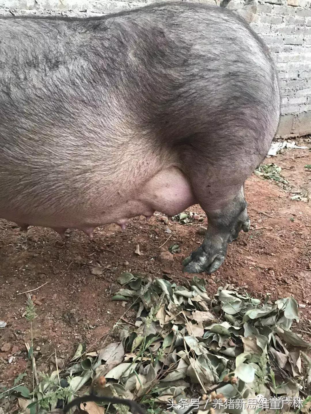 母猪乳房问题识别和处理,母猪乳房肿硬怎么治疗