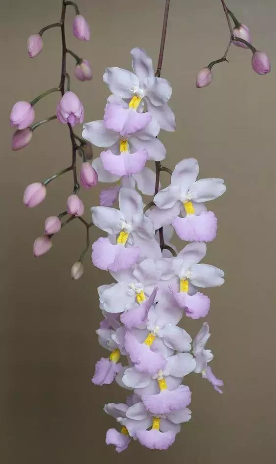 几十种漂亮又特别的兰花邀您共赏,一花一草一世界精品兰花欣赏