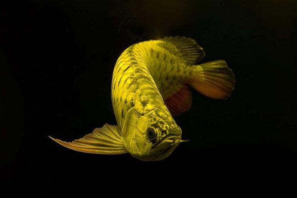 龙鱼翻鳃病怎么治疗,龙鱼如何快速退垢