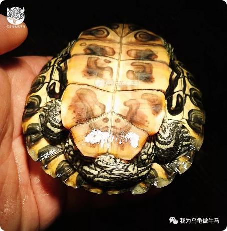 这龟白送你都不要,这篇阅读量要仆街