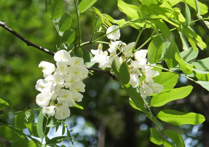 恰如一夜雪飘扬,悄开一树溢香幽。诗友咏槐花诗词一组