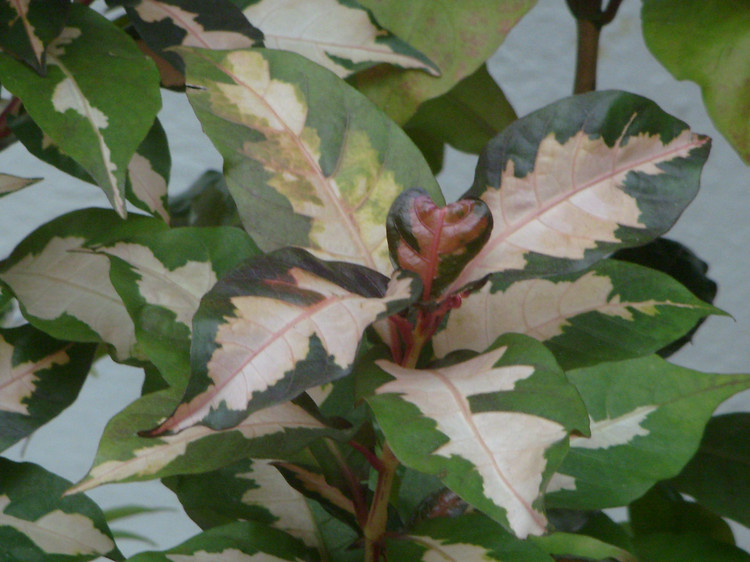 爱自然主题活动,爱自然爱生活视频