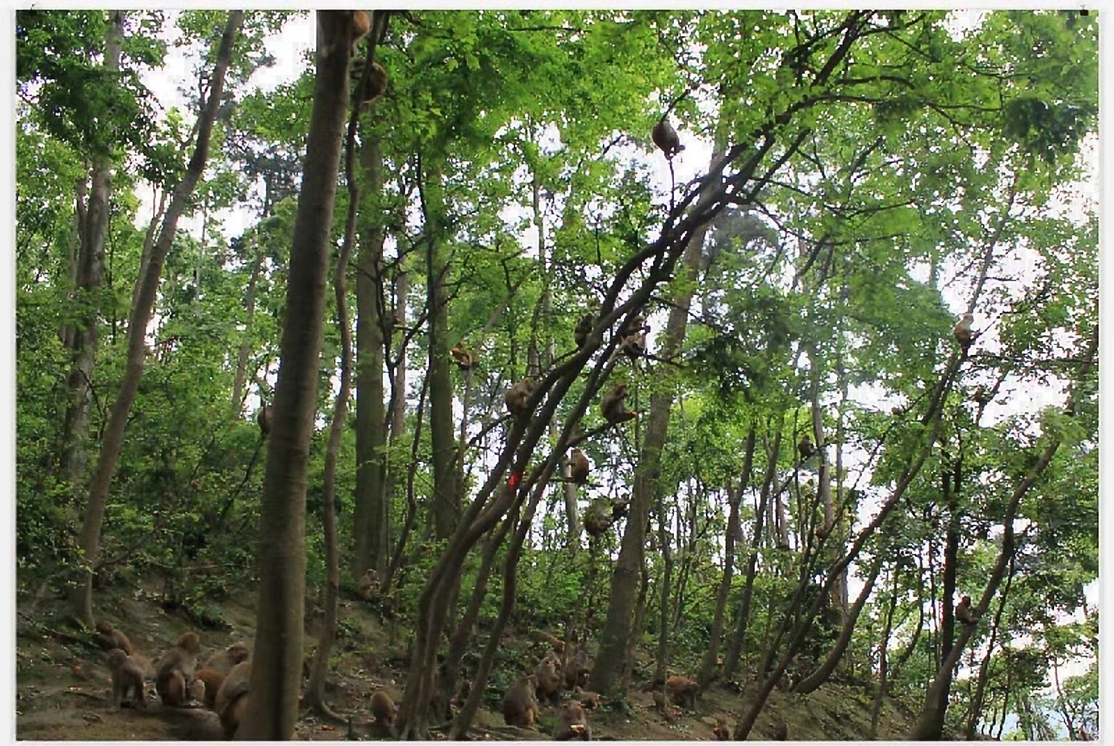 黔灵山地形图,黔灵山脉图片