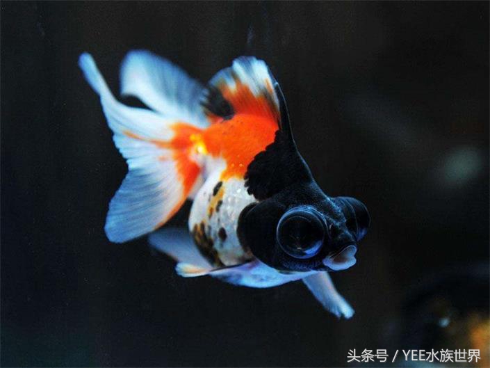 金鱼怎么才能看出水质好坏,观赏金鱼对水质有要求吗