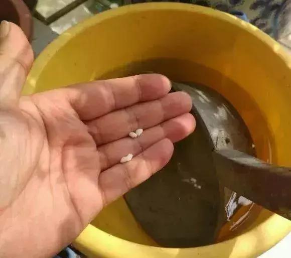 春天绿萝浇点“开荤剂”0.1米狂窜到100米，就像吃了兴奋剂很生猛