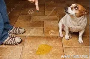 狗狗到处拉尿土方法怎么治,狗狗定点上厕所便便怎么处理