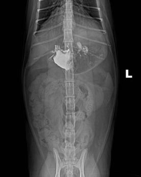 犬猫呕吐的诊断与治疗有最好的药,犬猫呕吐的诊断与治疗
