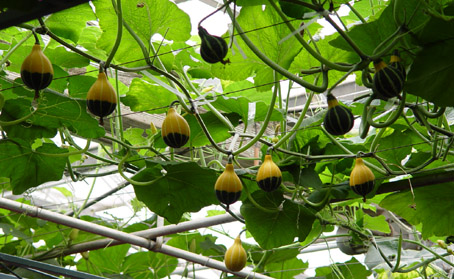 新手应该种怎么样的葫芦,种好的葫芦怎么才能让它成形