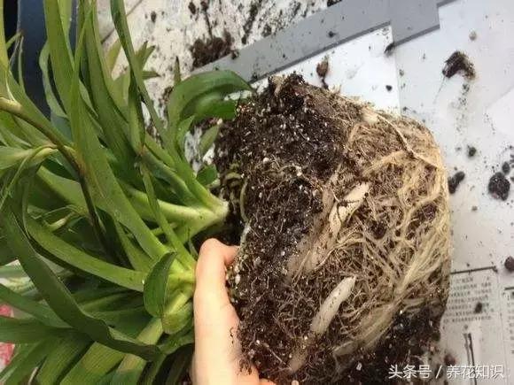 铁树的根全部烂了还能救活吗,发财树根烂了怎么救活有效