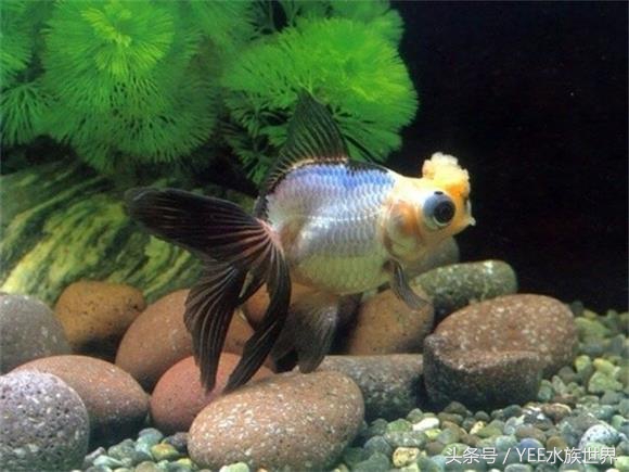 金鱼怎么才能看出水质好坏,观赏金鱼对水质有要求吗