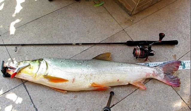 淡水路亚对象鱼用什么鱼,北方淡水路亚对象鱼开口时间