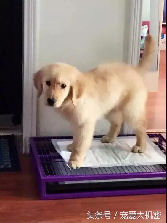 狗狗到处拉尿土方法怎么治,狗狗定点上厕所便便怎么处理