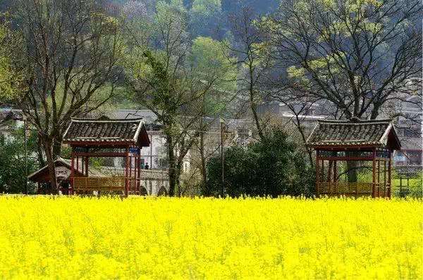 赏花小众景点,发现一处绝美赏花打卡地